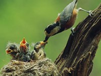 On Disease and Suffering Pt. V – God Begins to&nbsp;Speak